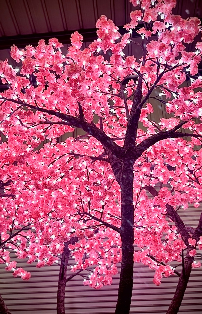 14 Ft Pink Jasmine LED Lit Tree - Looking upwards