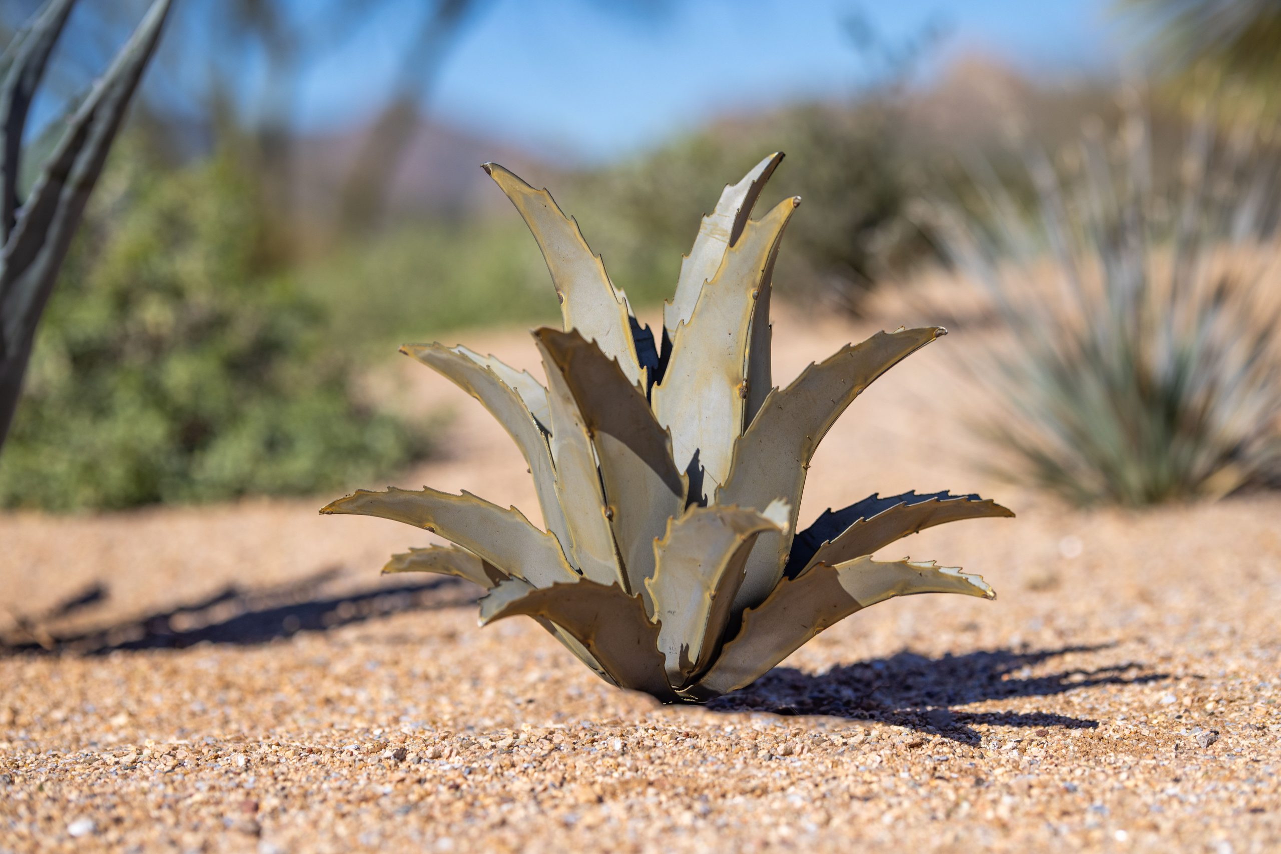 Americana Agave Cactus Prop Rental