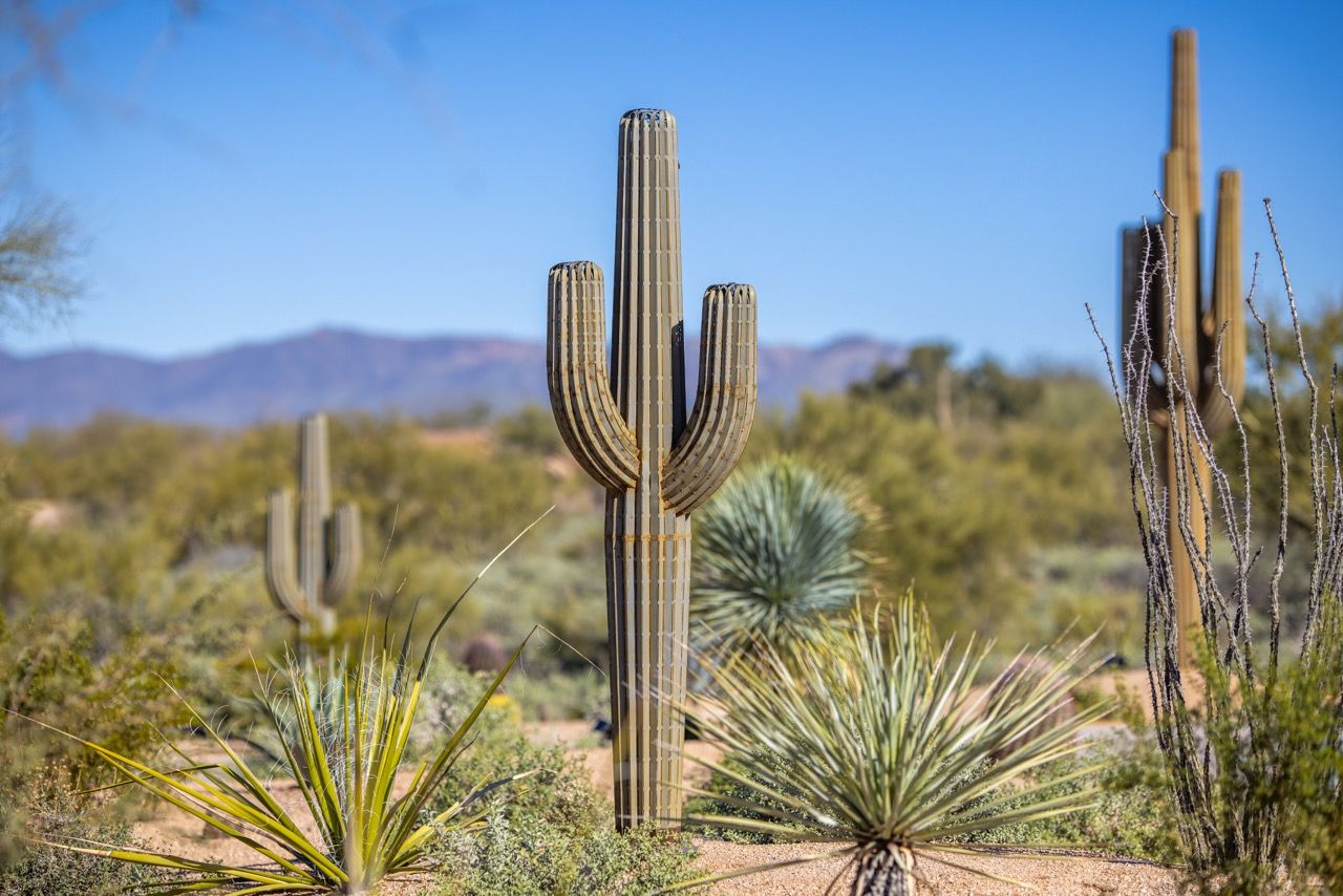 Saguaro Cactus Prop Decor