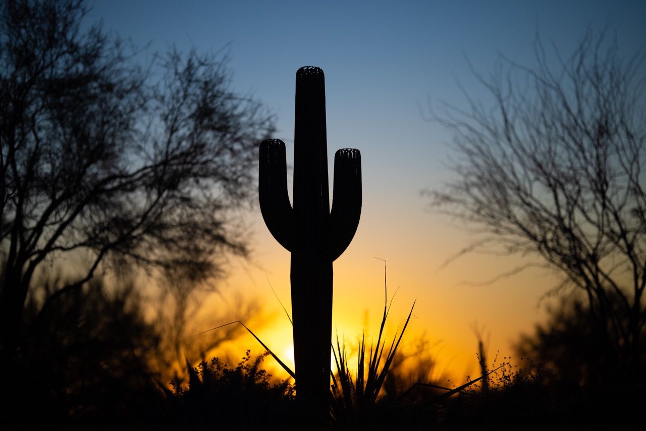 Sunset on a Saguaro Cactus Prop Rental