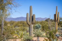 Saguaro Cactus Prop in the Desert